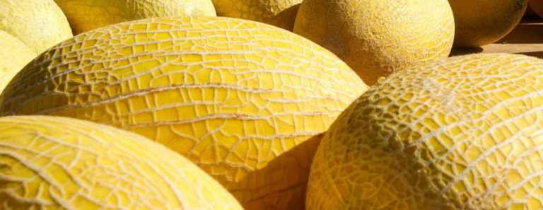 Hami Melon | GreenPoint